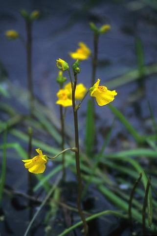 Bladderwort Flower Essence Alaskan Essence Wonderworks