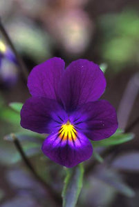 Blue Elf Viola Flower Essence Alaskan Essence Wonderworks