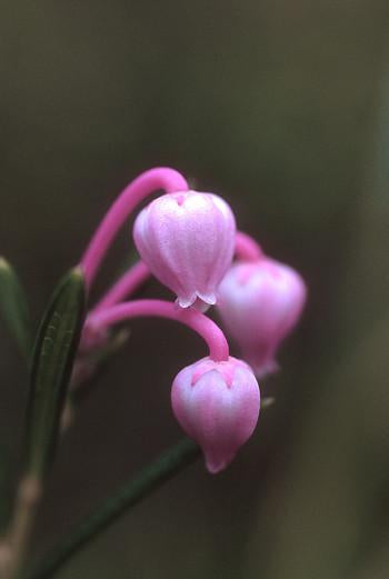 Bog Rosemary Flower Essence Alaskan Essence Wonderworks