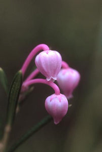 Bog Rosemary Flower Essence Alaskan Essence Wonderworks