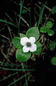 Bunchberry Flower Essence Alaskan Essences Wonderworks