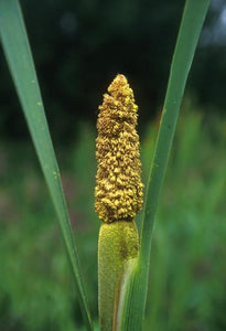 Cattail Pollen Flower Essence Alaskan Essences Wonderworks