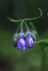 Chiming Bells Flower Essence Alaskan Essences Wonderworks