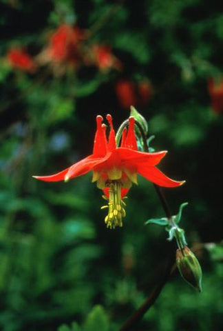 Columbine Flower Essence Alaskan Essences Wonderworks