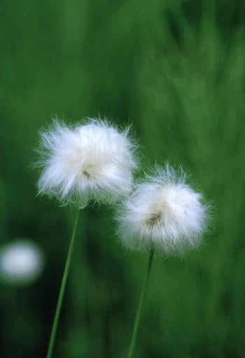 Cotton Grass Flower Essence Alaskan Essences Wonderworks