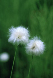 Cotton Grass Flower Essence Alaskan Essences Wonderworks