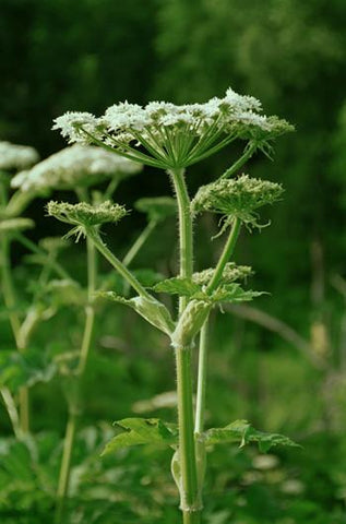 Cow Parsnip Flower Essence Alaskan Essences Wonderworks