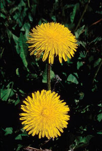 Dandelion Flower Essence Alaskan Essences Wonderworks