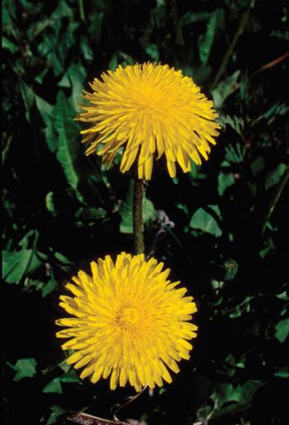 Dandelion Flower Essence Alaskan Essences Wonderworks