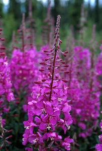 Fireweed Flower Essence Alaskan Essences Wonderworks