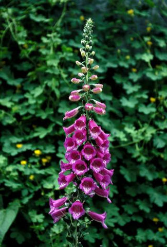 Foxglove Flower Essence Alaskan Essences Wonderworks