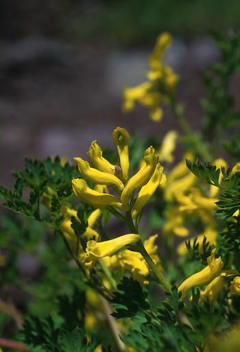 Golden Corydalis Flower Essence Alaskan Essences Wonderworks