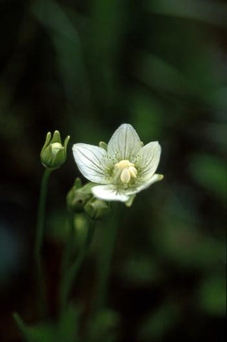 Grass of Parnassus Flower Essence Alaskan Essences Wonderworks