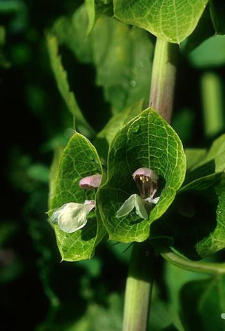 Green Bells of Ireland Flower Essence Alaskan Essences Wonderworks 