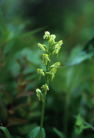 Green Bog Orchid Flower Essence Alaskan Essences Wonderworks