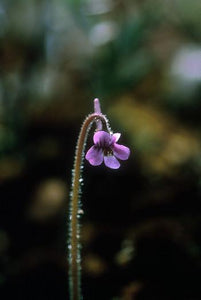 Hairy Butterwort Flower Essence Alaskan Essences Wonderworks