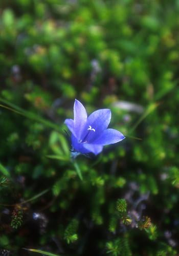Harebell Flower Essence Alaskan Essences Wonderworks