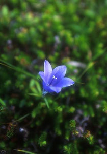 Harebell Flower Essence Alaskan Essences Wonderworks
