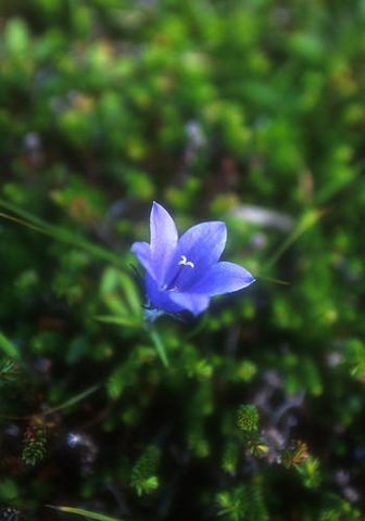 Harebell Flower Essence Alaskan Essences Wonderworks