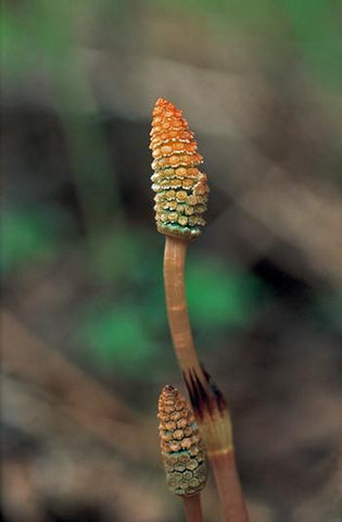 Horsetail Flower Essence Alaskan Essences Wonderworks