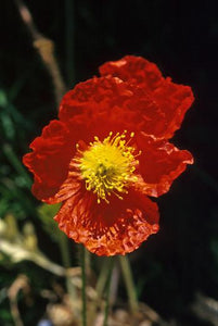 Icelandic Poppy Flower Essence Alaskan Essences Wonderworks