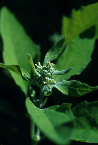 Lambs Quarters Flower Essence Alaskan Essences Wonderworks