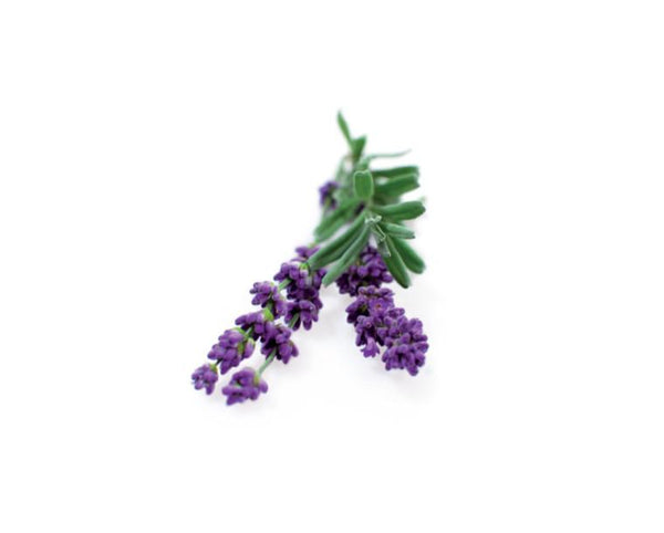 Lavender Alpine Essential Oil Wonderworks