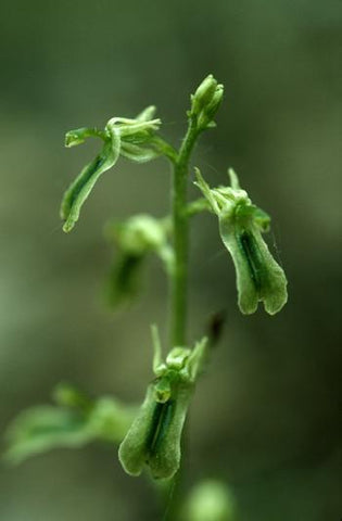 Northern Twayblade Flower Essence Alaskan Essences Wonderworks