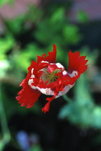 Opium Poppy Flower Essence Alaskan Essences Wonderworks