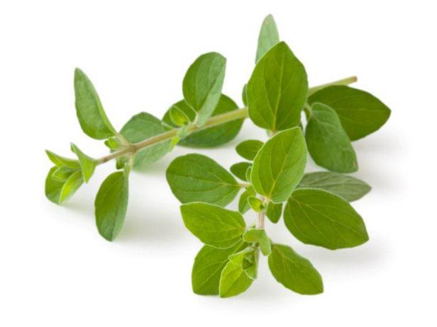 Oregano Essential Oil Wonderworks