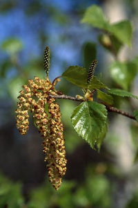 Paper Birch Flower Essence Alaskan Essences Wonderworks