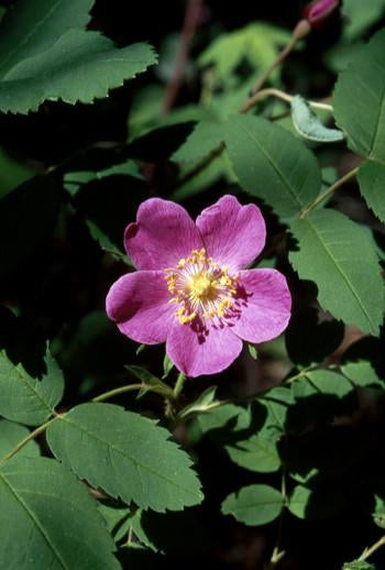 Prickly Wild Rose Flower Essence Alaskan Essences Wonderworks