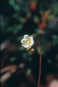 Round-Leaved Sundew Flower Essence Alaskan Essences Wonderworks