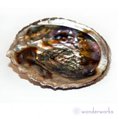 Abalone Shell - Large (5 -7