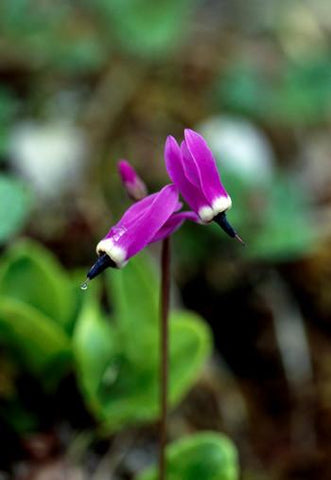 Shooting Star Flower Essence Alaskan Essences Wonderworks