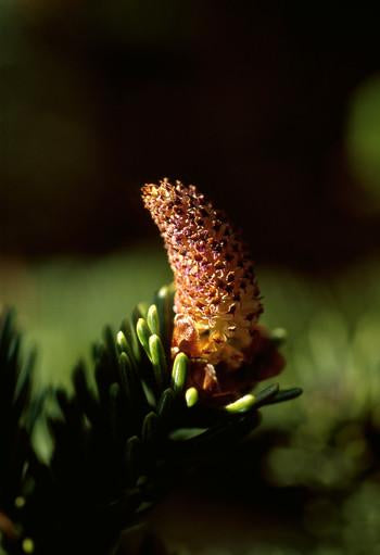 Sitka Spruce Pollen Flower Essence Alaskan Essences Wonderworks