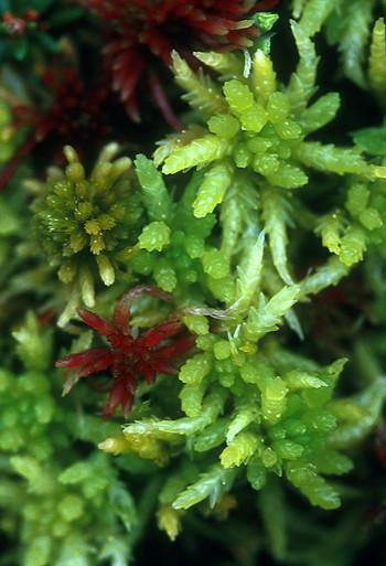 Sphagnum Moss Flower Essence Alaskan Essences Wonderworks