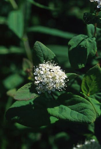 Spiraea Flower Essence Alaskan Essences Wonderworks