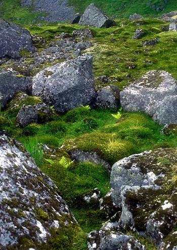 Stone Circle Environmental Essence Alaskan Essences Wonderworks