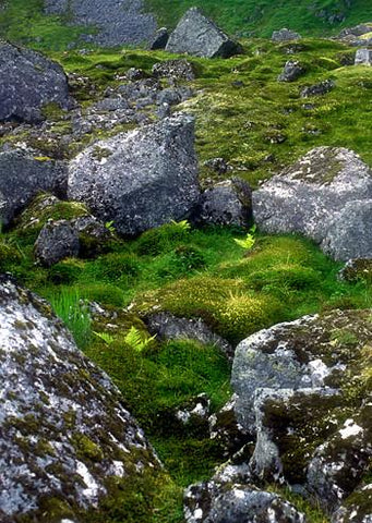 Stone Circle Environmental Essence Alaskan Essences Wonderworks