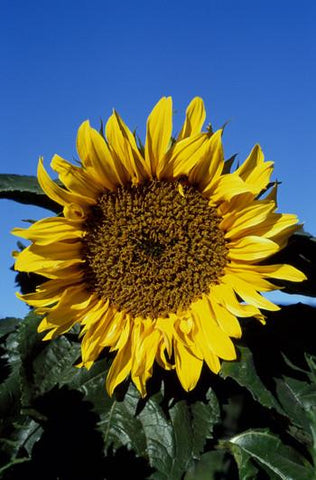 Sunflower Flower Essence Alaskan Essences Wonderworks