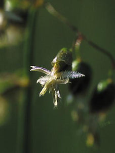 Sweetgrass Flower Essence Alaskan Essences Wonderworks