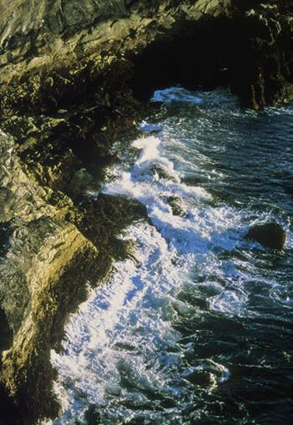 Tidal Forces Environmental Essence Alaskan Essences Wonderworks