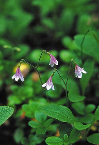 Twinflower Flower Essence Alaskan Essences Wonderworks