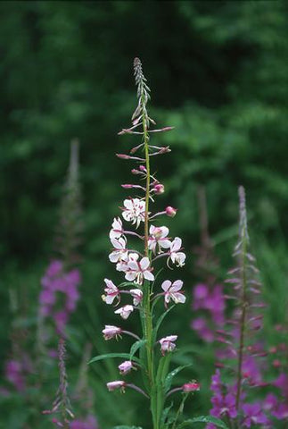 White Fireweed Flower Essence Alaskan Essences Wonderworks