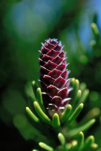 White Spruce Flower Essence Alaskan Essences Wonderworks