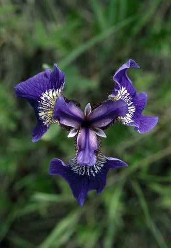 Wild Iris Flower Essence Alaskan Essences Wonderworks