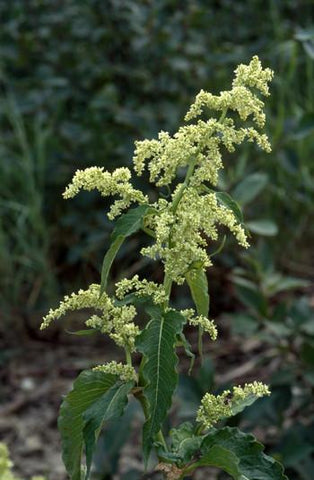 Wild Rhubarb Flower Essence Alaskan Essences Wonderworks