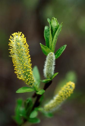 Willow Flower Essence Alaskan Essences Wonderworks