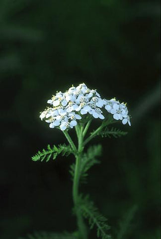 Yarrow Essence Alaskan Essences Wonderworks